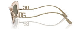 343203 - Transparent Camel