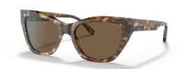 502573 - Shiny Brown Havana