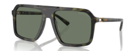 39433H - Olive Tortoise