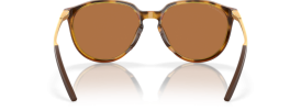 928803 - Polished Brown Tortoise