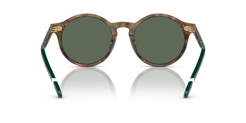 501771 - Shiny Brown Tortoise