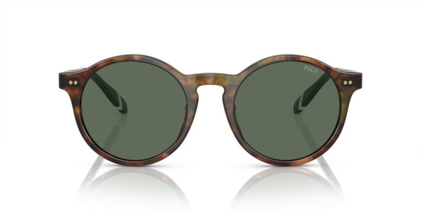 501771 - Shiny Brown Tortoise