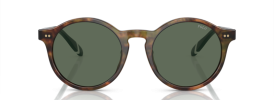 501771 - Shiny Brown Tortoise