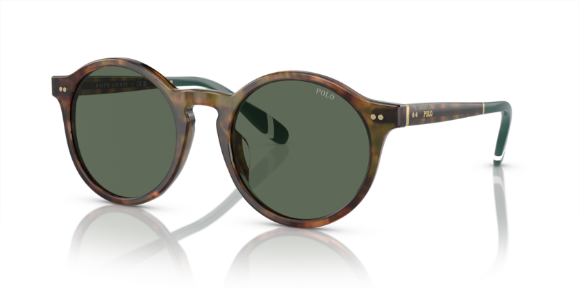 501771 - Shiny Brown Tortoise