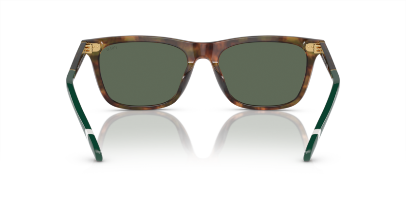 501771 - Shiny Brown Tortoise