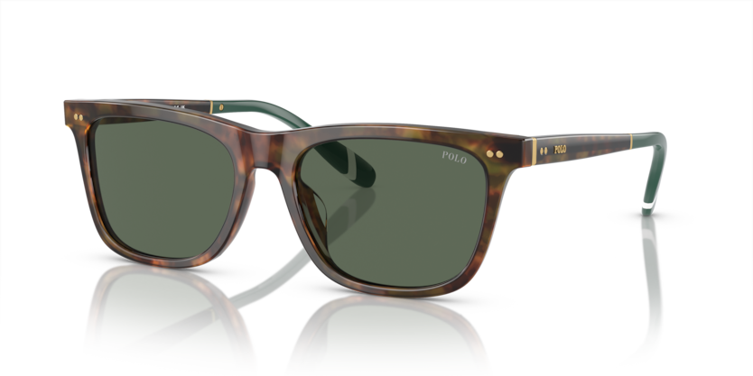 501771 - Shiny Brown Tortoise