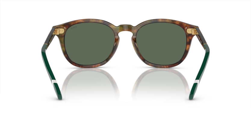 501771 - Shiny Brown Tortoise