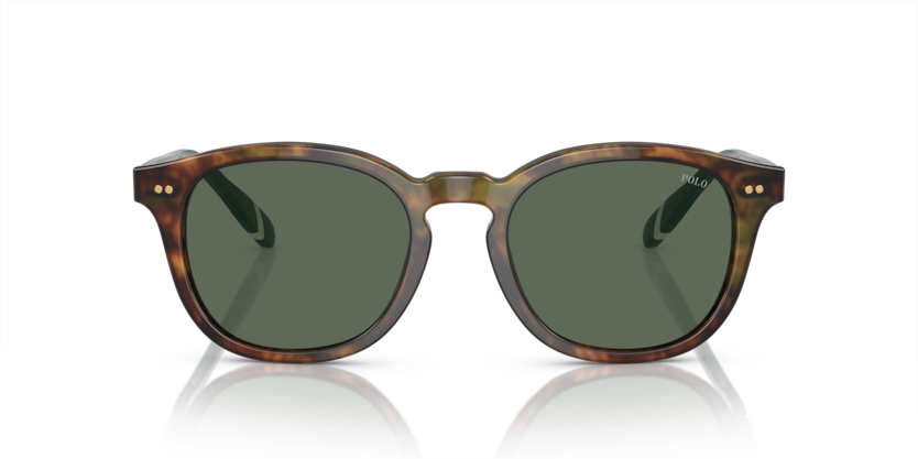 501771 - Shiny Brown Tortoise