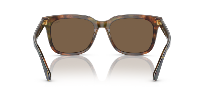 501773 - Shiny Brown Tortoise