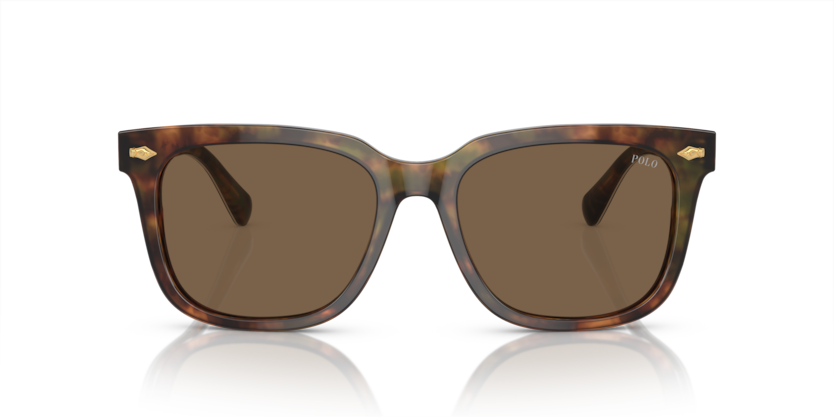 501773 - Shiny Brown Tortoise