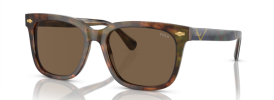 501773 - Shiny Brown Tortoise