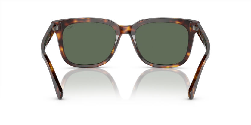 613771 - Shiny Brown Tortoise