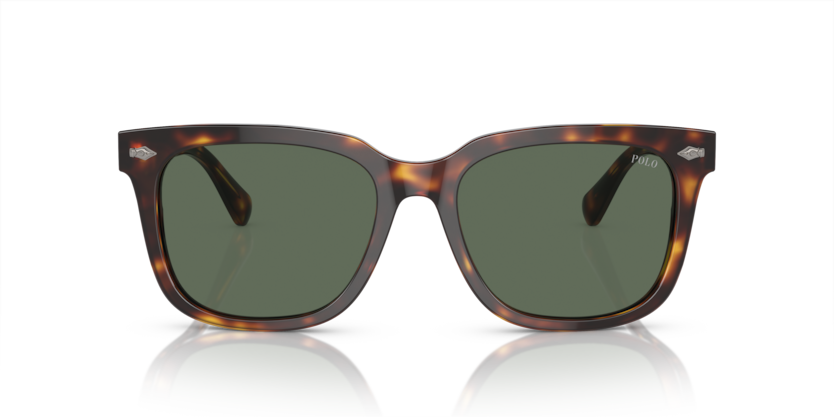 613771 - Shiny Brown Tortoise