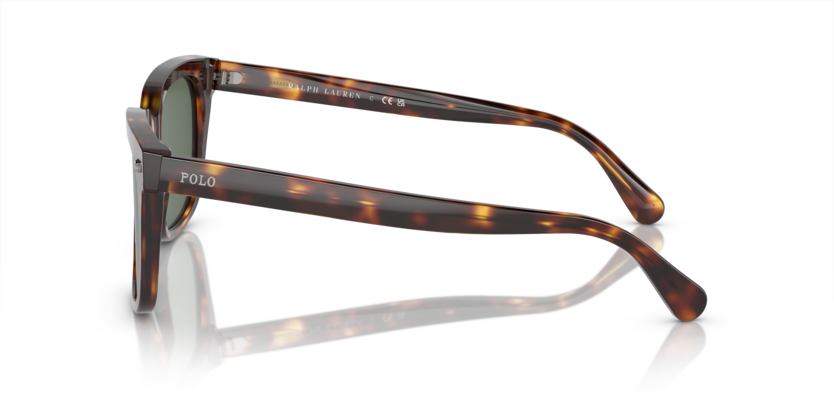 613771 - Shiny Brown Tortoise