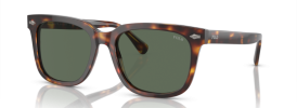 613771 - Shiny Brown Tortoise