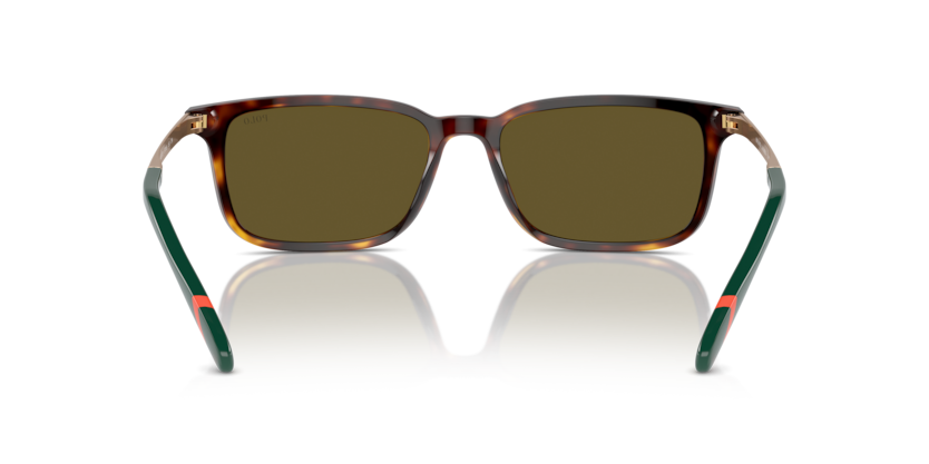 613773 - Shiny Brown Tortoise