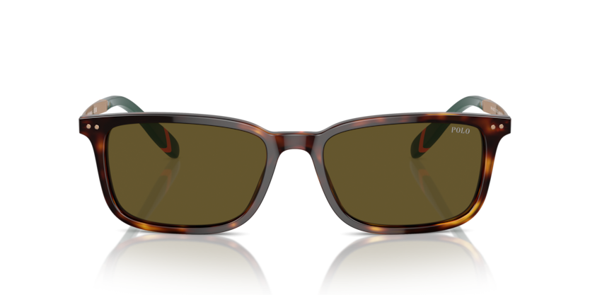 613773 - Shiny Brown Tortoise