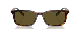 613773 - Shiny Brown Tortoise