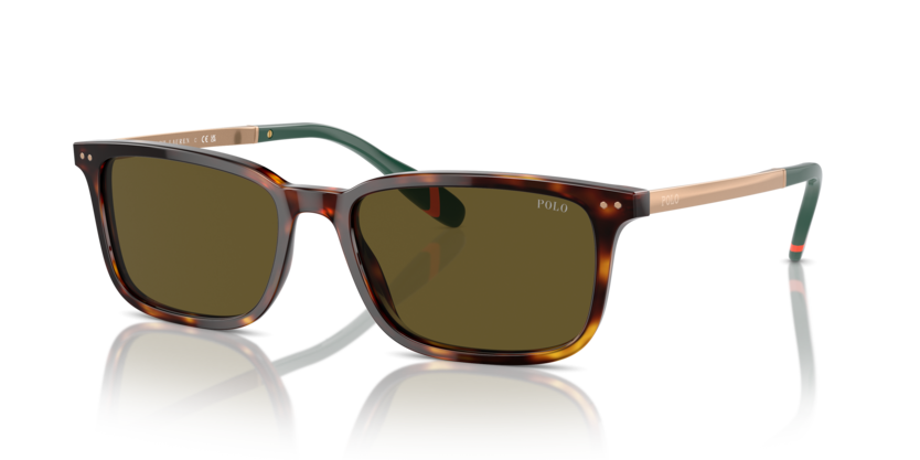 613773 - Shiny Brown Tortoise