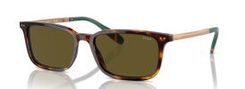 613773 - Shiny Brown Tortoise