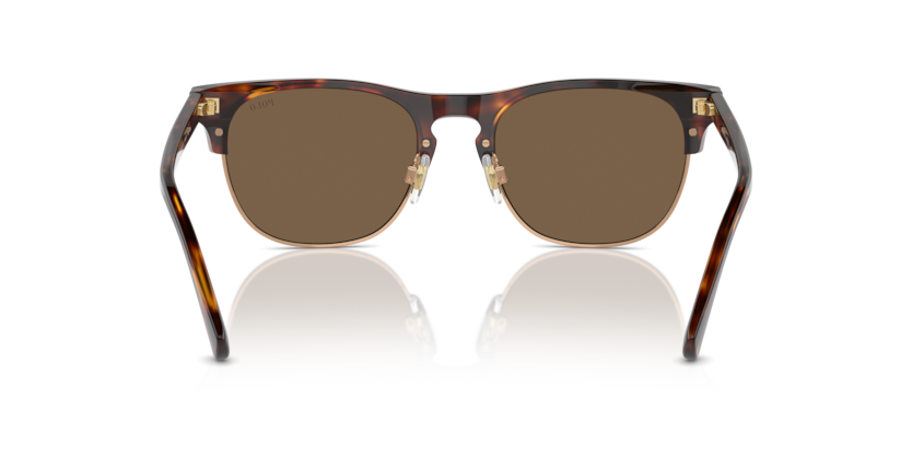 613773 - Shiny Brown Tortoise