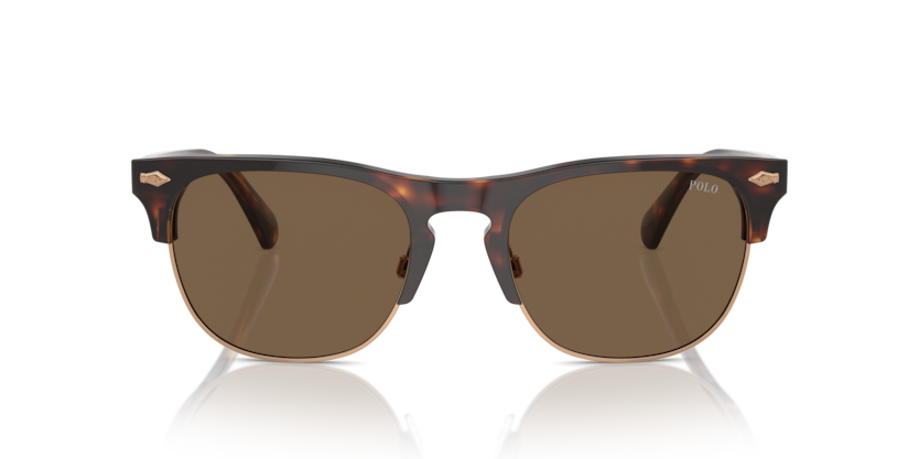 613773 - Shiny Brown Tortoise