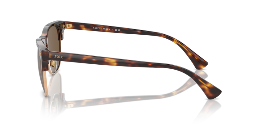 613773 - Shiny Brown Tortoise