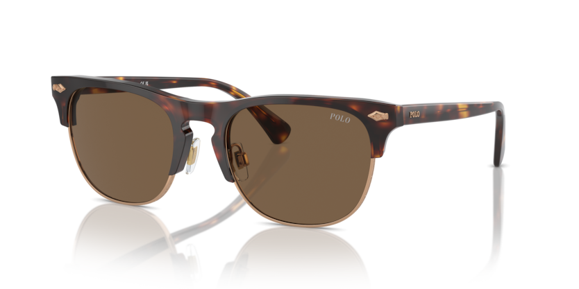 613773 - Shiny Brown Tortoise