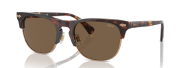 613773 - Shiny Brown Tortoise