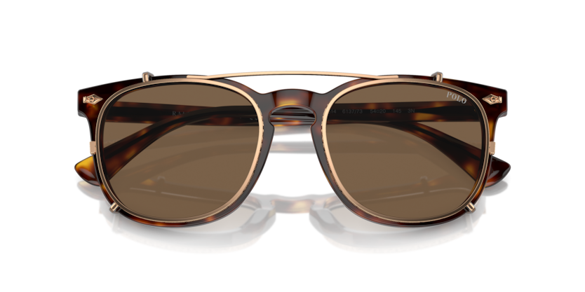 613773 - Shiny Brown Tortoise