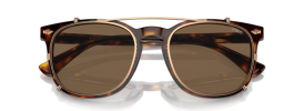 613773 - Shiny Brown Tortoise