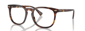 613773 - Shiny Brown Tortoise