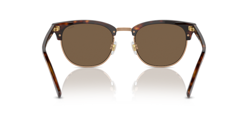 613773 - Shiny Brown Tortoise