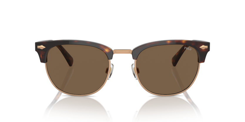 613773 - Shiny Brown Tortoise