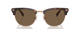 613773 - Shiny Brown Tortoise