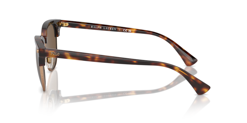 613773 - Shiny Brown Tortoise