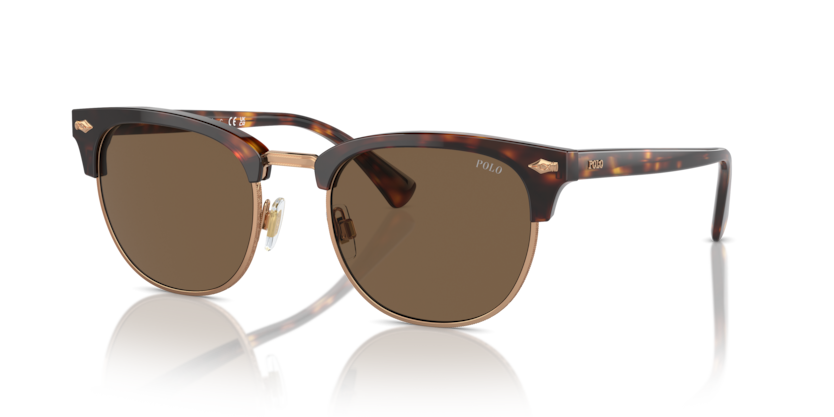 613773 - Shiny Brown Tortoise