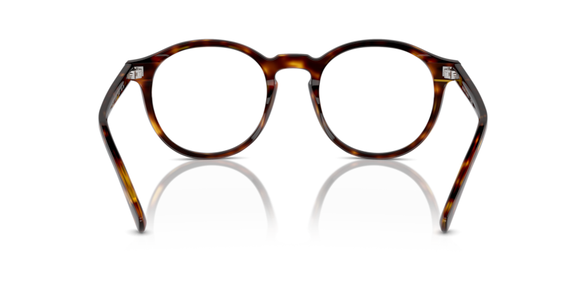 613771 - Shiny Brown Tortoise