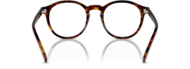 613771 - Shiny Brown Tortoise