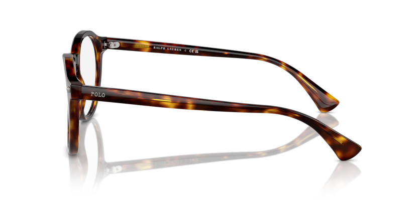 613771 - Shiny Brown Tortoise