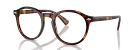 613771 - Shiny Brown Tortoise