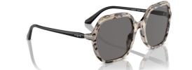 307681 - Ivory Tortoise